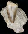 Large Mosasaur (Prognathodon) Tooth In Matrix #18734-1